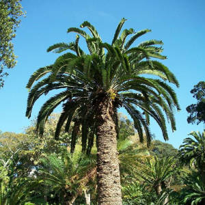 Extinct In The Wild, Wood's Cycad