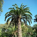Extinct In The Wild, Wood's Cycad