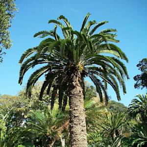 Extinct In The Wild, Wood's Cycad