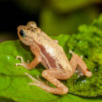 Extinct In The Wild, Kihansi Spray Toad