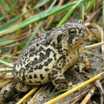 Extinct In The Wild, Wyoming Toad Or Baxter's Toad