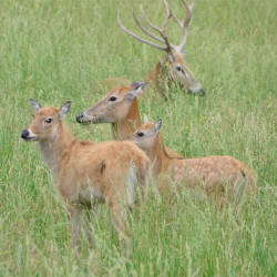 Extinct In The Wild, Père David's Deer