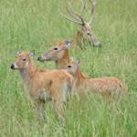 Extinct In The Wild, Père David's Deer
