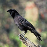 Extinct In The Wild, Hawaiian Crow Or ʻalalā
