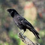 Extinct In The Wild, Hawaiian Crow Or ʻalalā