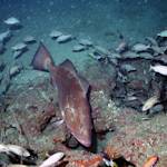 Species Recovery, U.S. Fish Stocks