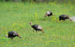 Species Recovery, Wild Turkey