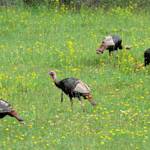 Species Recovery, Wild Turkey