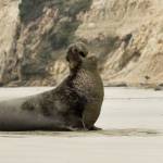 Species Recovery, Northern Elephant Seal