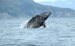 Species Recovery, Gray Whale