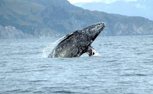 Species Recovery, Gray Whale