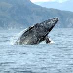 Species Recovery, Gray Whale