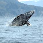 Species Recovery, Gray Whale