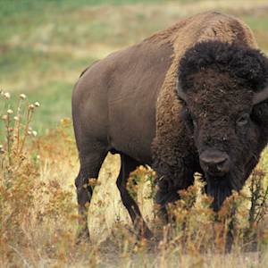 Species Recovery, American Bison