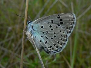 Species Recovery, Large Blue Butterfly