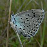 Species Recovery, Large Blue Butterfly