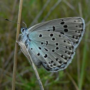 Species Recovery, Large Blue Butterfly