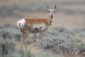 Species Recovery, Pronghorn