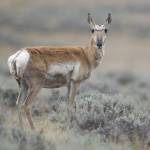Species Recovery, Pronghorn