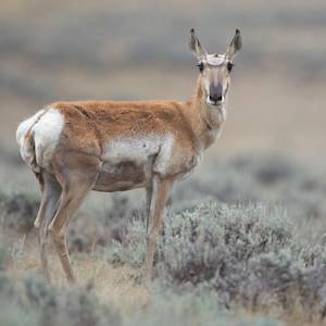 Species Recovery, Pronghorn