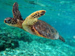 Back From The Brink, Green Sea Turtles