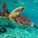 Back From The Brink, Green Sea Turtles