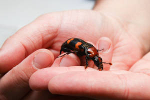 Back From The Brink, American Burying Beetle