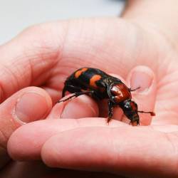 Back From The Brink, American Burying Beetle