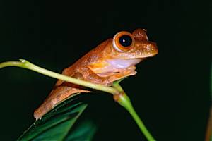 Species Collapse, Central And South American Harlequin Frog Species