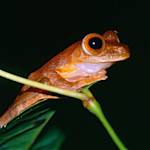 Species Collapse, Central And South American Harlequin Frog Species