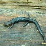 Species Collapse, Salamander Populations