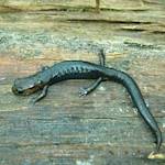 Species Collapse, Salamander Populations