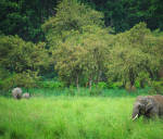 Parks And Reserves, Terai Arc Landscape (TAL) 