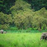 Parks And Reserves, Terai Arc Landscape (TAL)