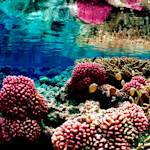 Pacific Remote Islands Marine National Monument, largest MPAs