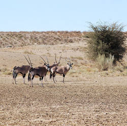 Kgalagadi Transfrontier Park Established