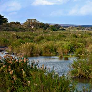 Parks And Reserves, Kruger National Park