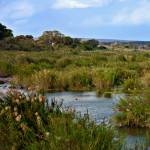 Parks And Reserves, Kruger National Park