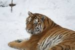 Back From The Brink, Amur Tiger