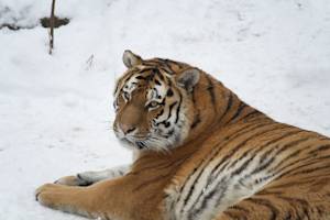 Back From The Brink, Amur Tiger