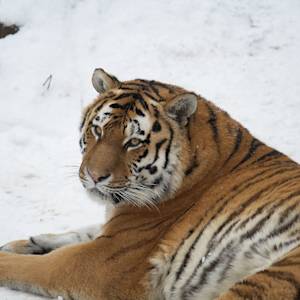 Back From The Brink, Amur Tiger