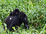 Back From The Brink, Mountain Gorilla