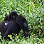 Back From The Brink, Mountain Gorilla