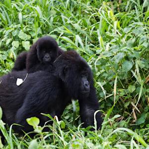 Back From The Brink, Mountain Gorilla