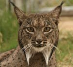 Back From The Brink, Iberian Lynx