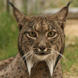 Back From The Brink, Iberian Lynx