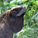 Back From The Brink, Jamaican Iguana