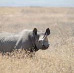 Back From The Brink, Black Rhino