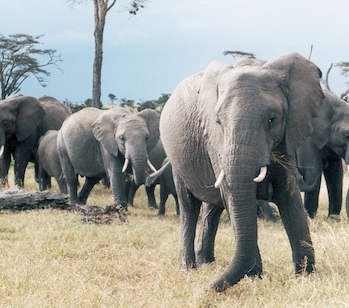 What is missing? | Back From The Brink, African Savanna Elephant