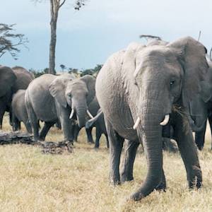 Elephants — Africa & The Middle East